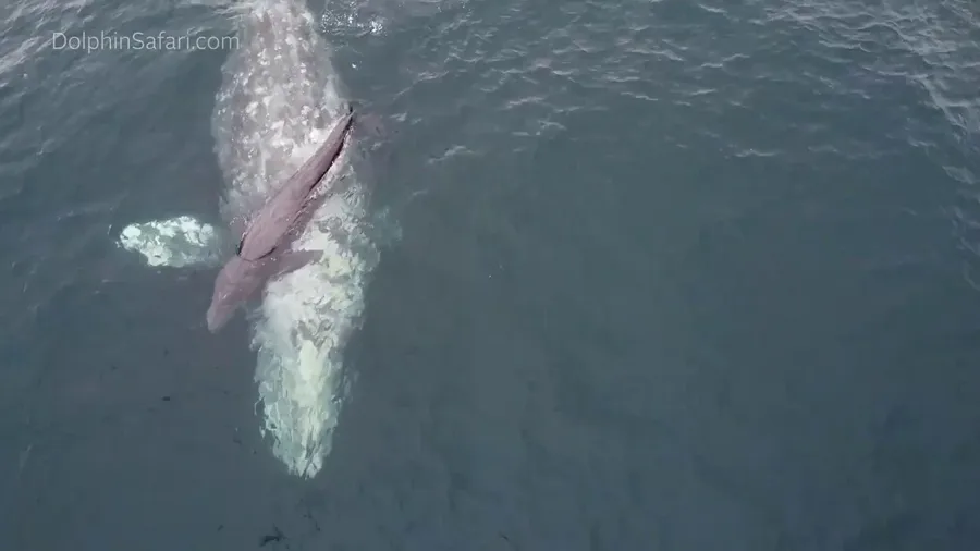 Whale gives birth, shows off newborn calf