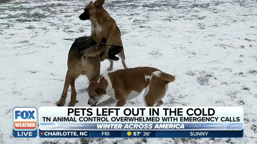 Tennessee lawmakers looking to protect pets left out in the cold