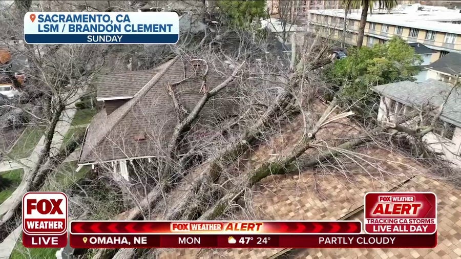 Drone video shows massive trees on homes due to strong winds during atmospheric river event