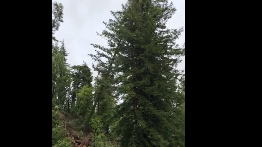Water-logged Douglas Fir trees slid off mountainside