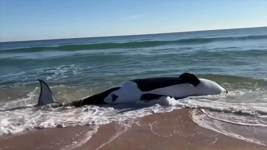 Beached killer whale spotted along Florida coast