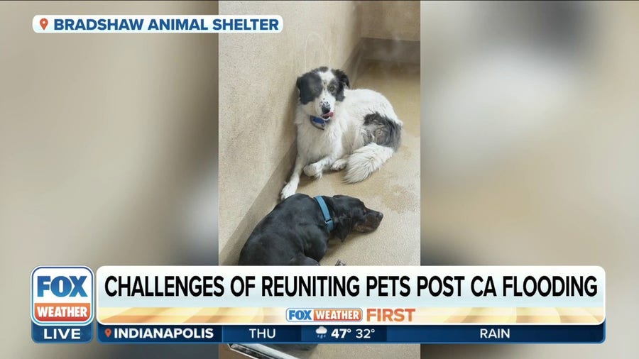 Sacramento County animal shelter becoming overwhelmed with stray dogs after storms