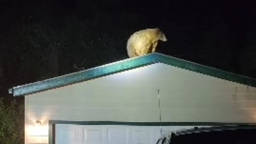Bear spotted on California roof after tree fall