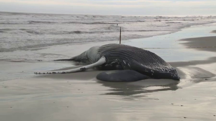 Seventh beached whale found along the Northeast coast