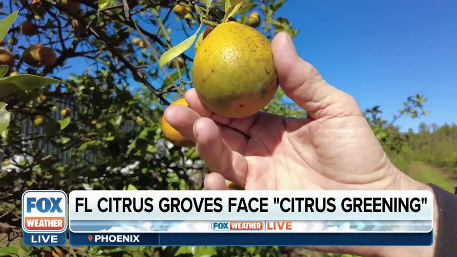 Weather takes a toll on Florida oranges