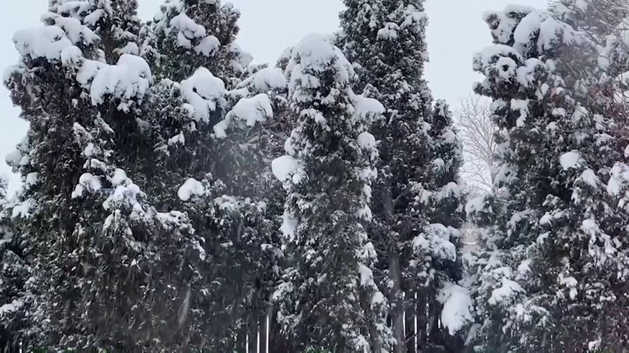Heavy snow weighs down tree branches in Colorado