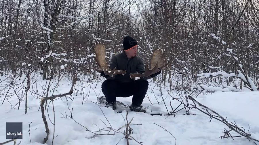 Drone captures rare moment as moose sheds antlers in Canadian forest