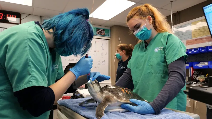 Watch: Cold-stunned sea turtles receiving life-saving care at the New England Aquarium