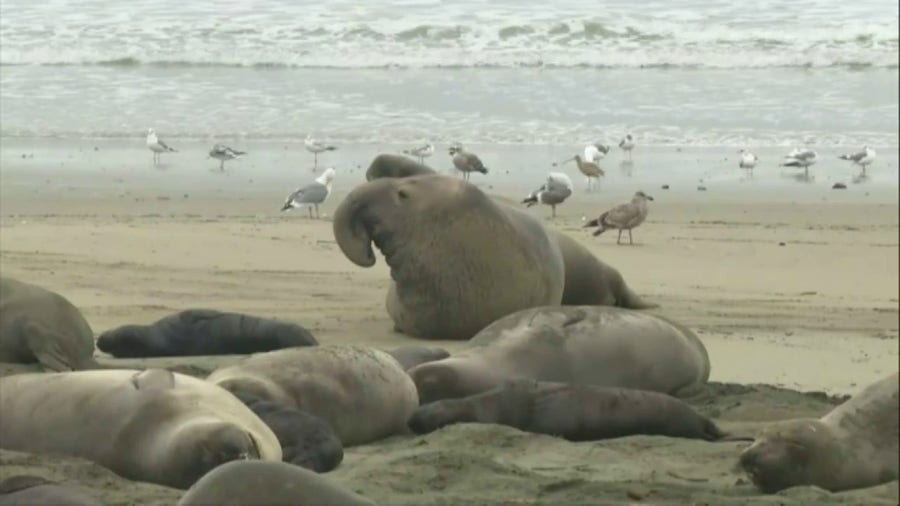 Watch: Elephant seals relax on California beach