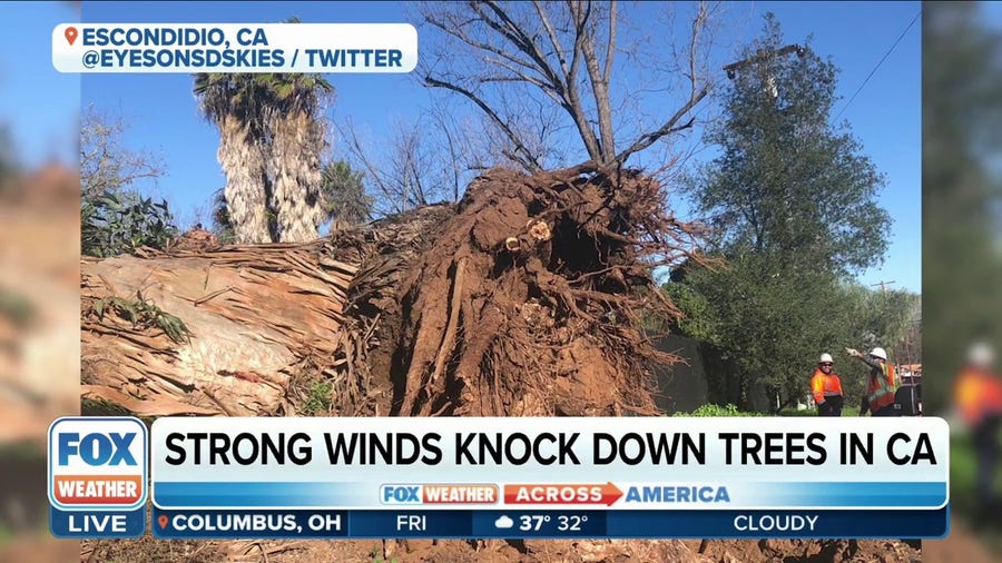 Strong Santa Ana winds bring down trees in California