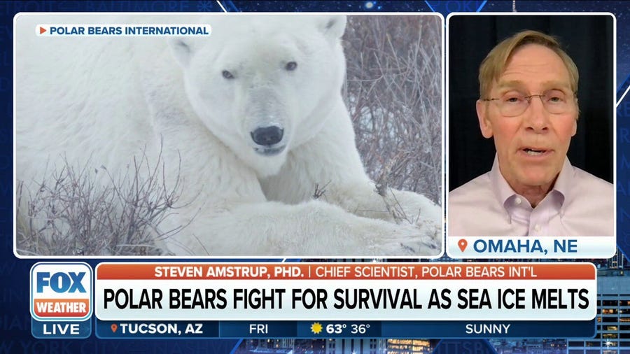 Rare polar bear attack kills 2 in Alaska