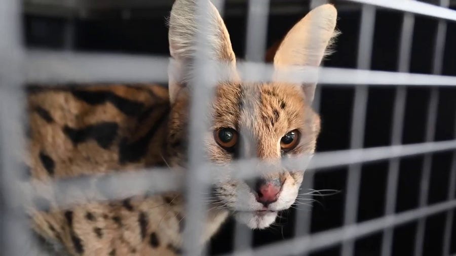 Wild African cat rescued after found in live trap on Missouri farm