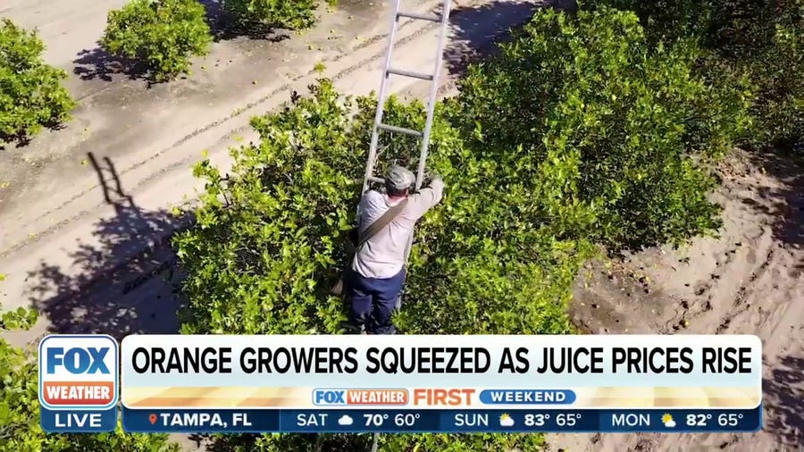 Disasters squeeze Florida orange production to 90-year low