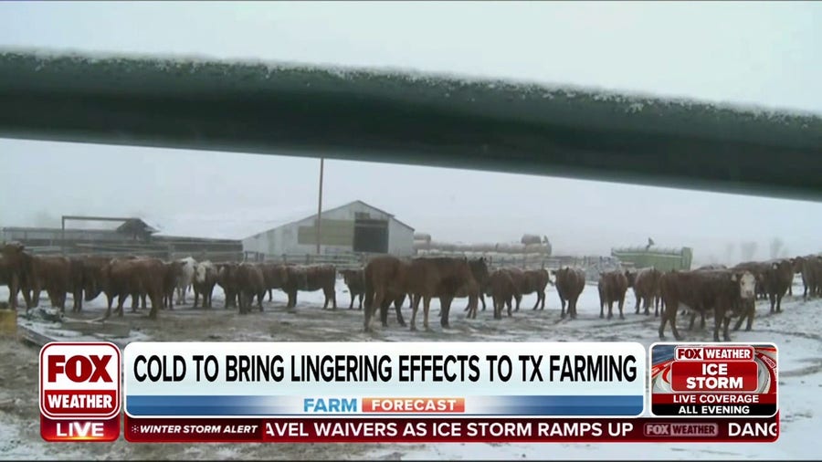 Growing concern for livestock amid freezing temperatures in Texas