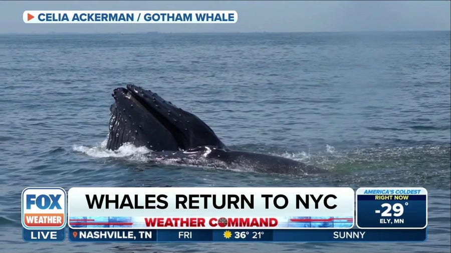 Whales returning to waters of NYC, more being found breached in Long Island and Jersey Shore