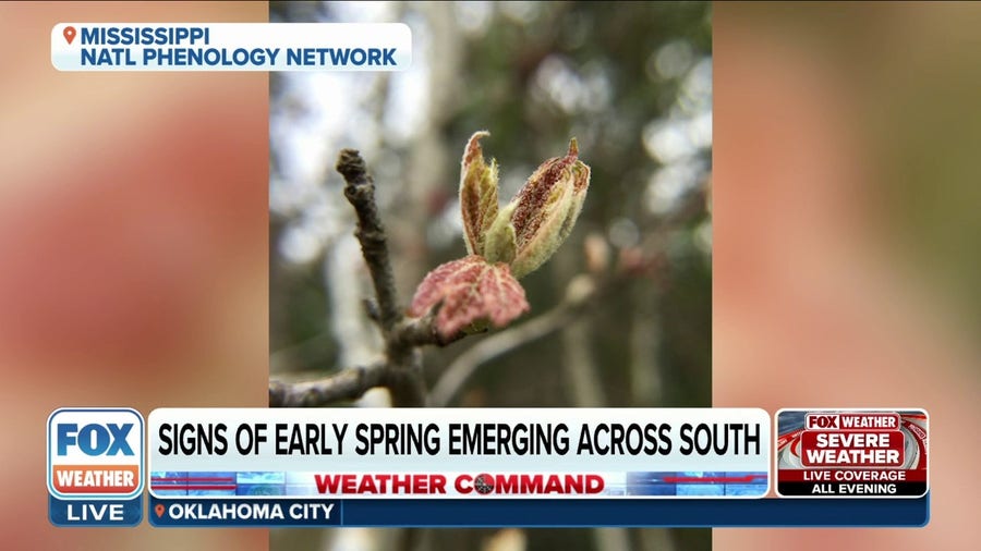 Blooming flowers signaling signs of early spring across parts of U.S.