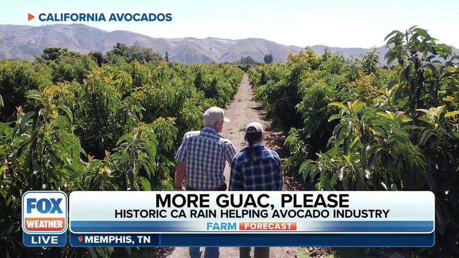 California's avocado industry poised to take advantage of historic rains