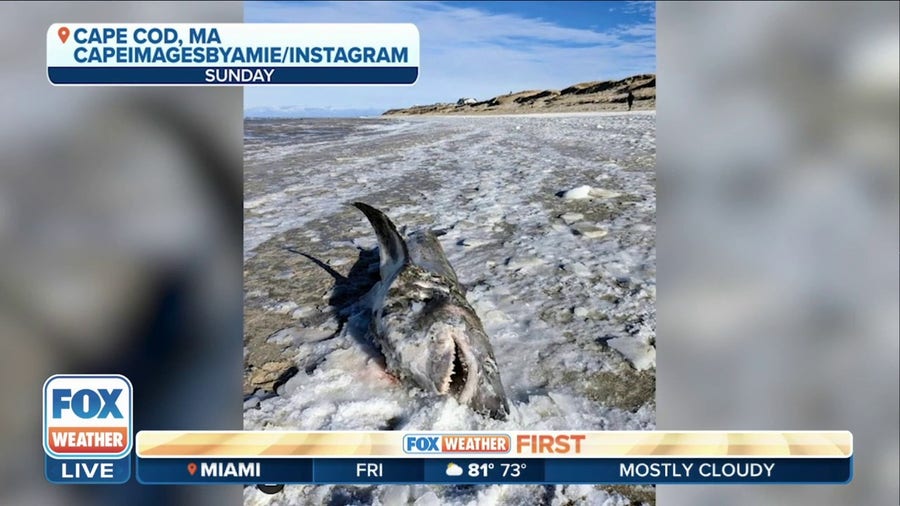Dead, frozen shark found on icy Massachusetts beach during polar vortex
