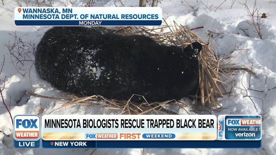 Minnesota biologists rescue trapped black bear