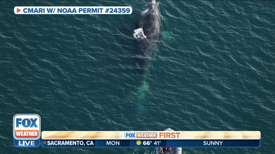 Endangered, North Atlantic Right Whale entangled in fishing gear freed by wildlife biologists