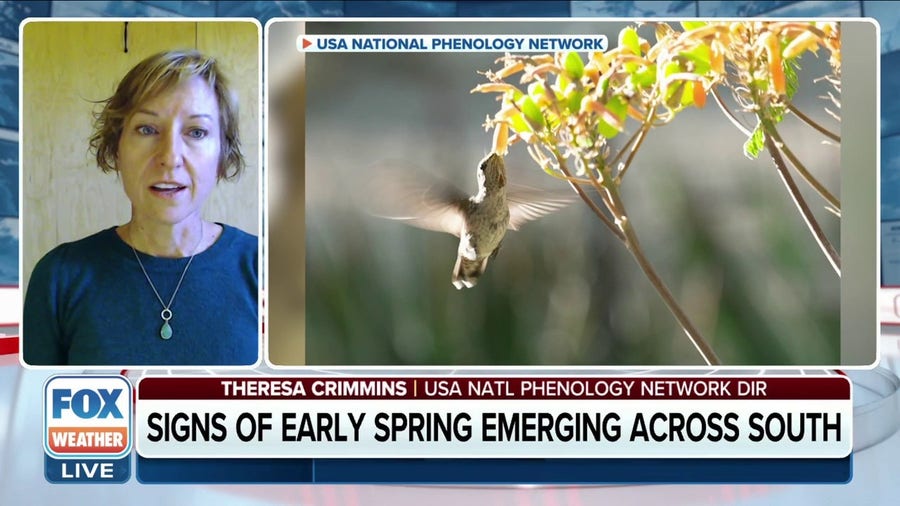 Signs of early spring emerging across the South due to mild winter