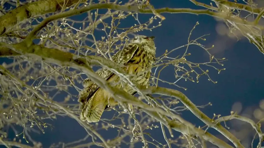Fugitive owl spotted in Central Park