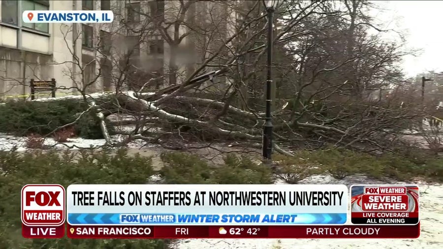 Tree falls on Northwestern University staff in Illinois