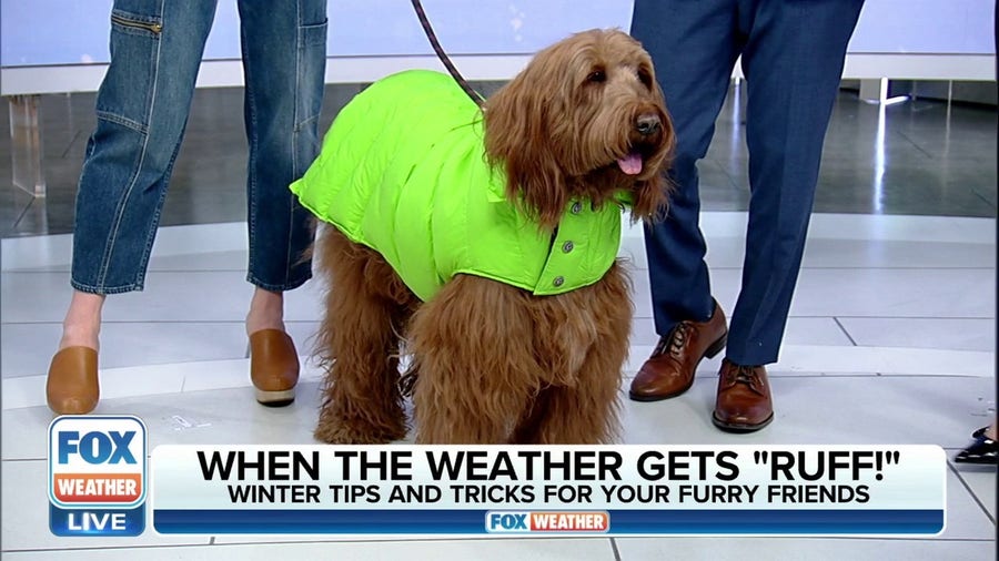 When weather gets 'ruff': Winter tips and tricks for your furry friends