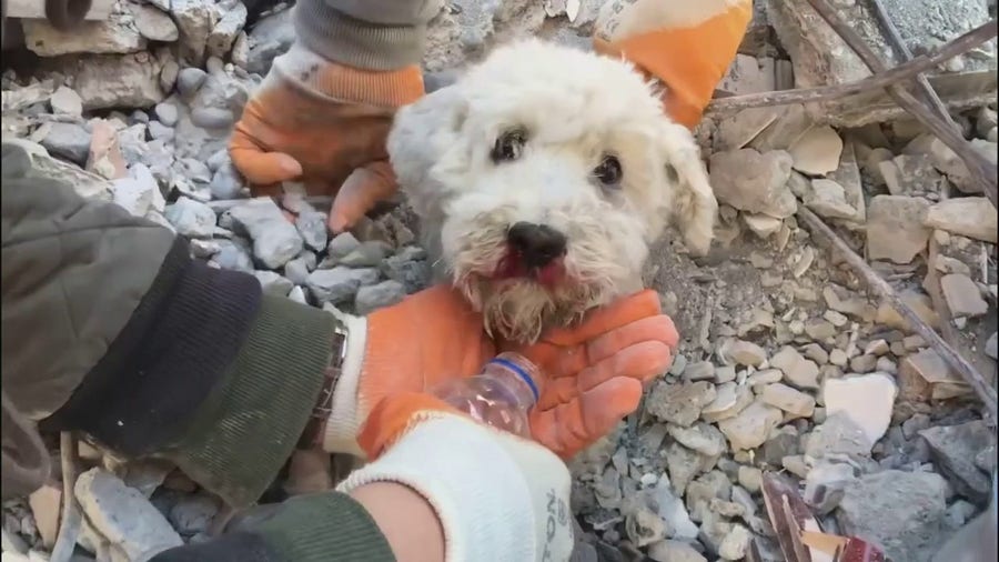 Watch: Rescuers pull small dog from rubble of collapsed building after catastrophic earthquake in Turkey