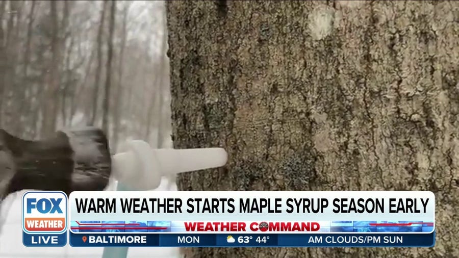 Maple syrup season starting early in Northeast due to unseasonably warm temperatures