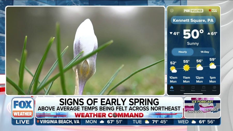 Spring flowers blooming early in Northeast thanks to warm temperatures