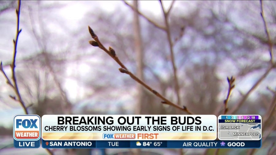 Cherry blossoms showing early signs of life in Washington D.C.