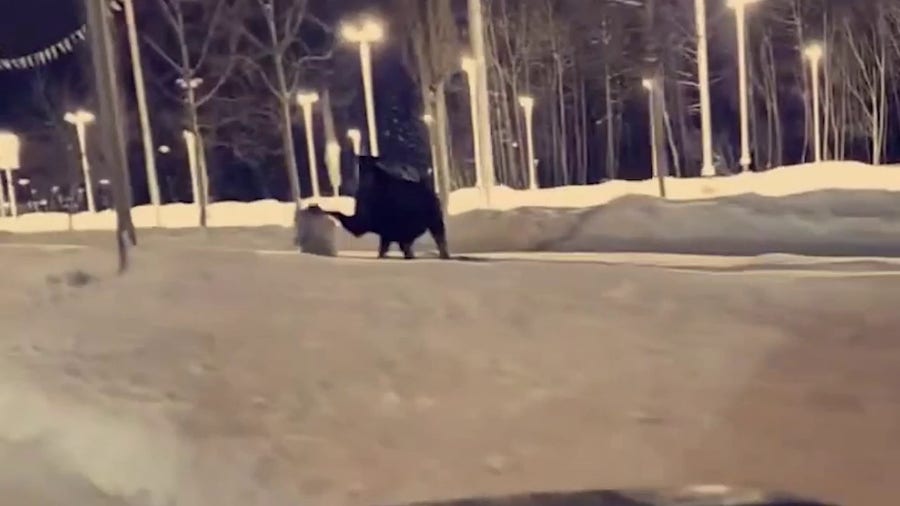 Watch: Moose kicks woman in her head in Alaska