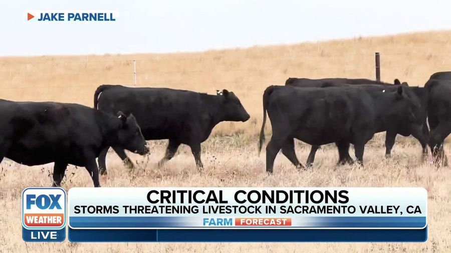 Winter storm conditions in Sacramento Valley threaten livestock