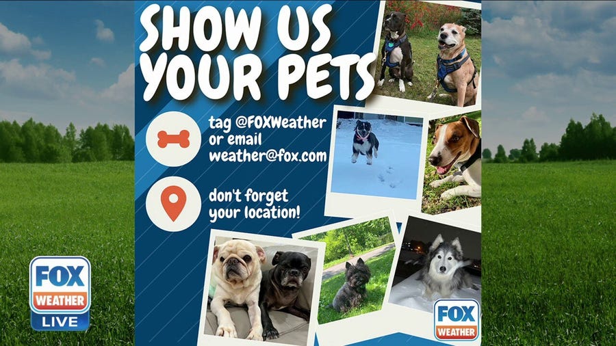 America's Weather Paws | February 25
