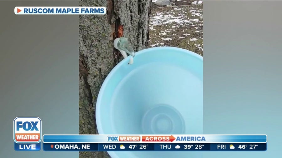 Mild winter allows Ontario maple producer to start season early