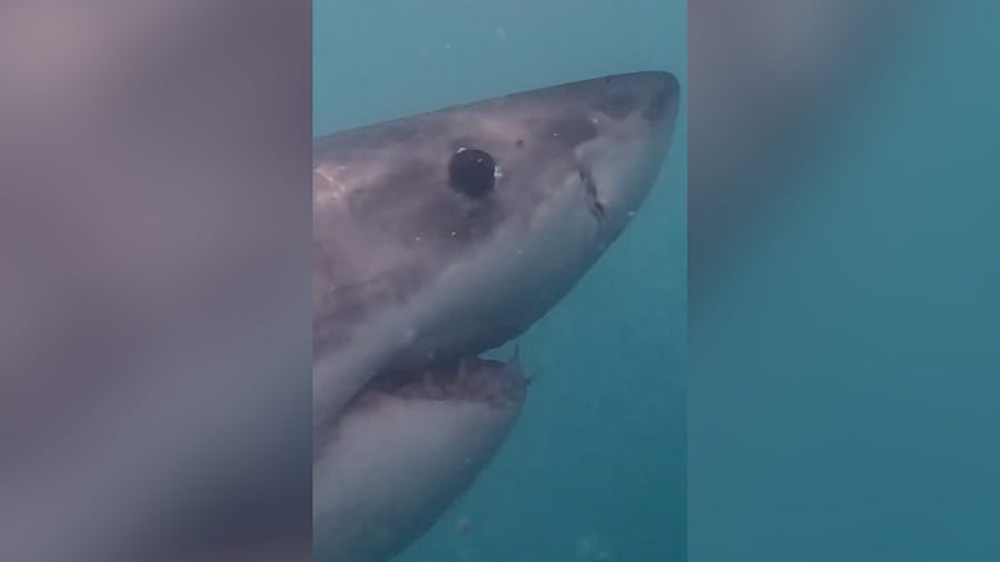 Watch: Diver comes face-to-face with a great white shark in South Africa