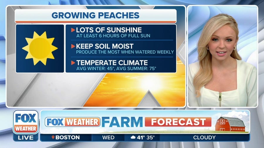 FOX Weather Farm Forecast: Peach growing season