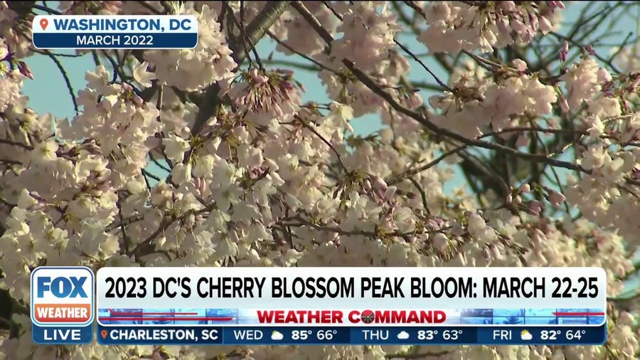 DC's Cherry Blossom peak bloom dates revealed for 2023