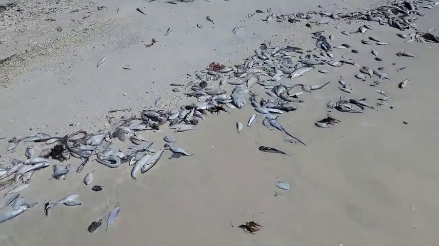 Fish kill on Florida beach with red tide