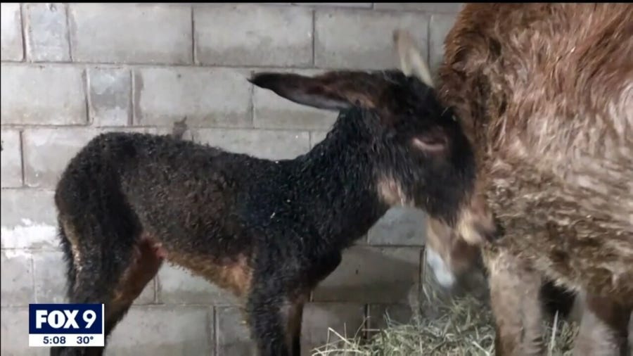 Rare twin donkeys born at Minnesota farm