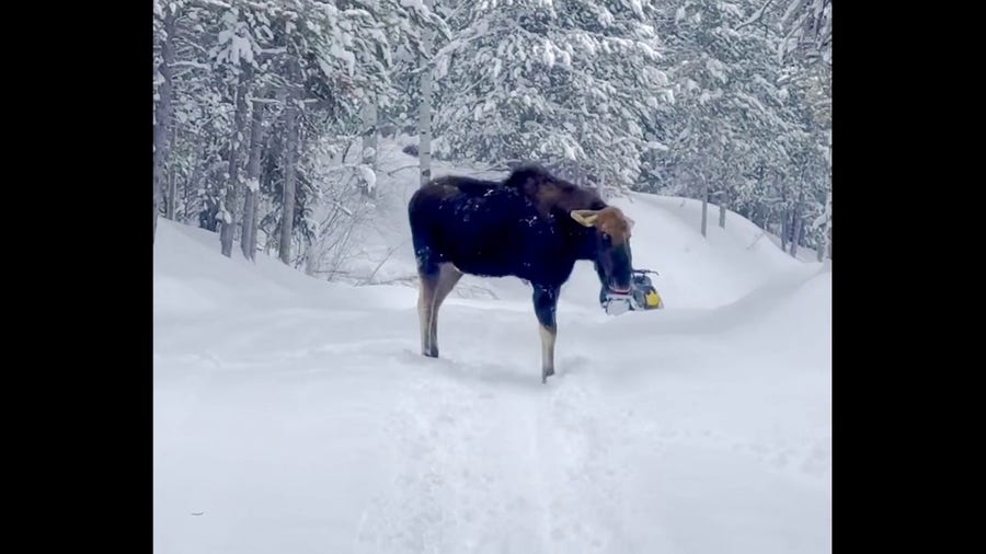 Watch: Snowmobiler leaps to safety when massive moose charges in Idaho