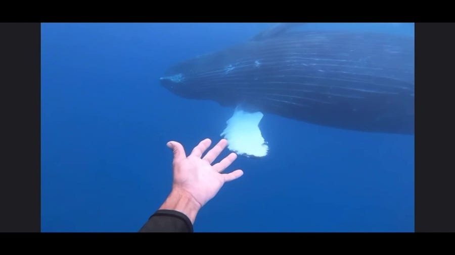 Maui man cited for harassing wildlife after video shows him swimming close to humpback whale
