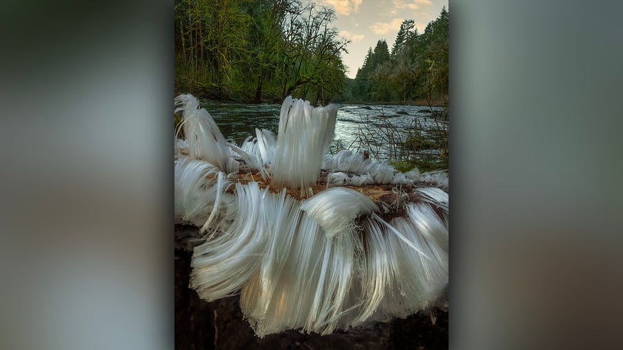 Intricate display of 'hair ice' forms on chilly Northwest morning