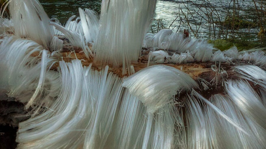 Watch: Time lapse video shows formation of "hair ice" in Washington