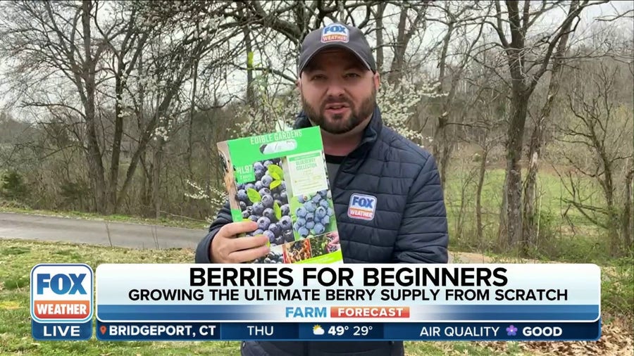 Growing the ultimate berries from scratch