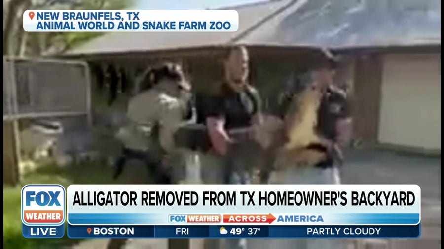 Alligator removed from Texas home, returned to zoo