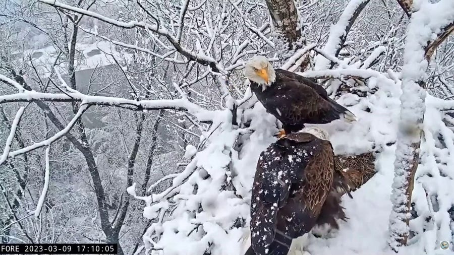 Watch: Bald eagle parents protect their egg during snowstorm in northern California