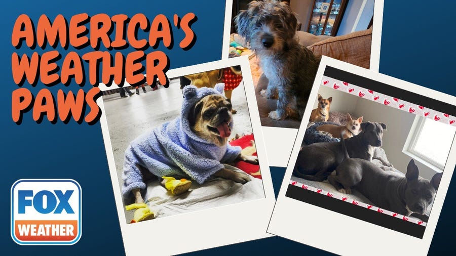 America's Weather Paws | March 12