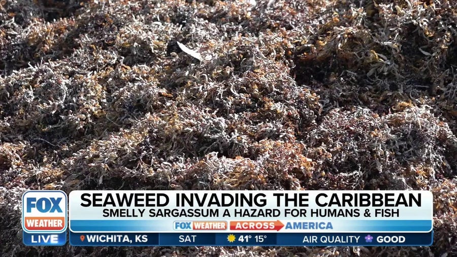 Massive blob of smelly seaweed threatens Florida vacation beaches